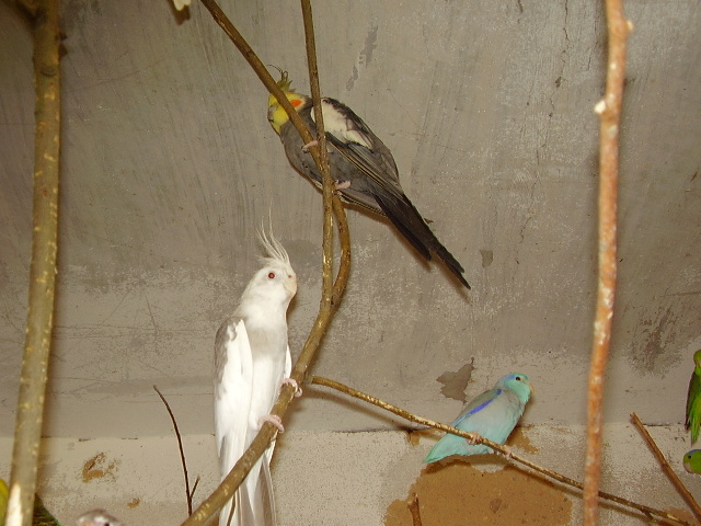 foto papousci 134
